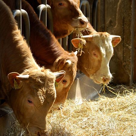 Farm Stay Malovscevo Vitovlje Екстериор снимка